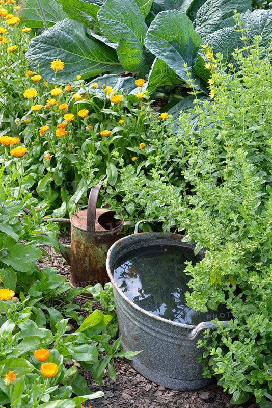 Production of stinging nettle liquid manure