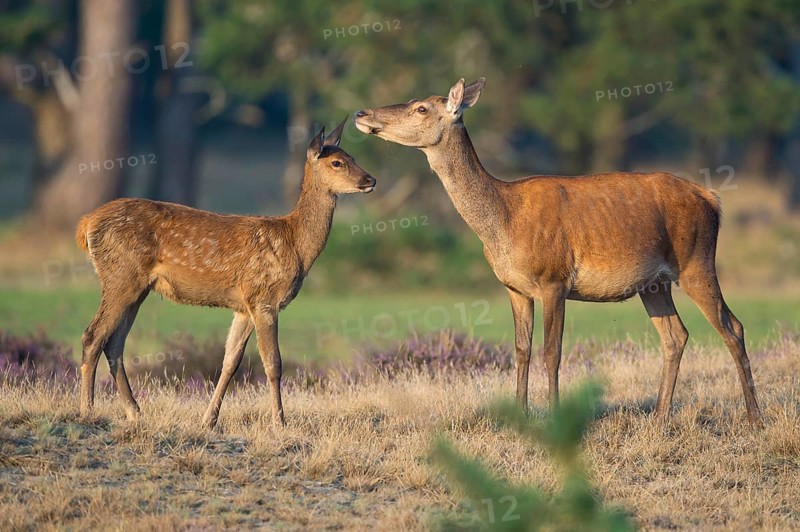 Red deer
