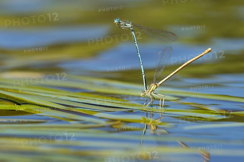 White-legged damselfly
