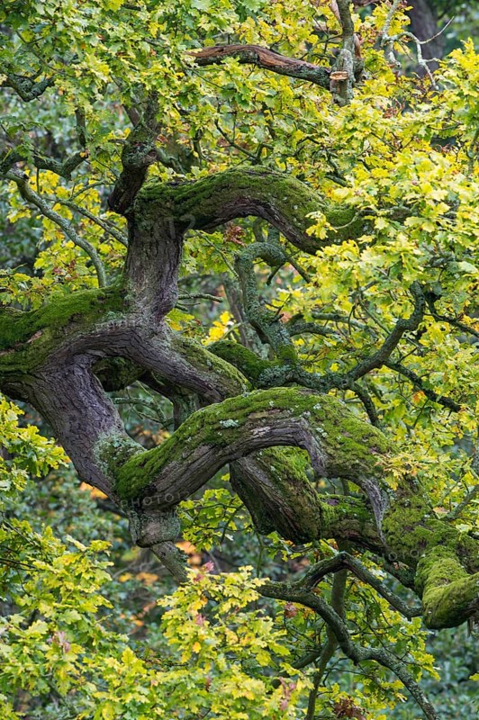 Old Oak