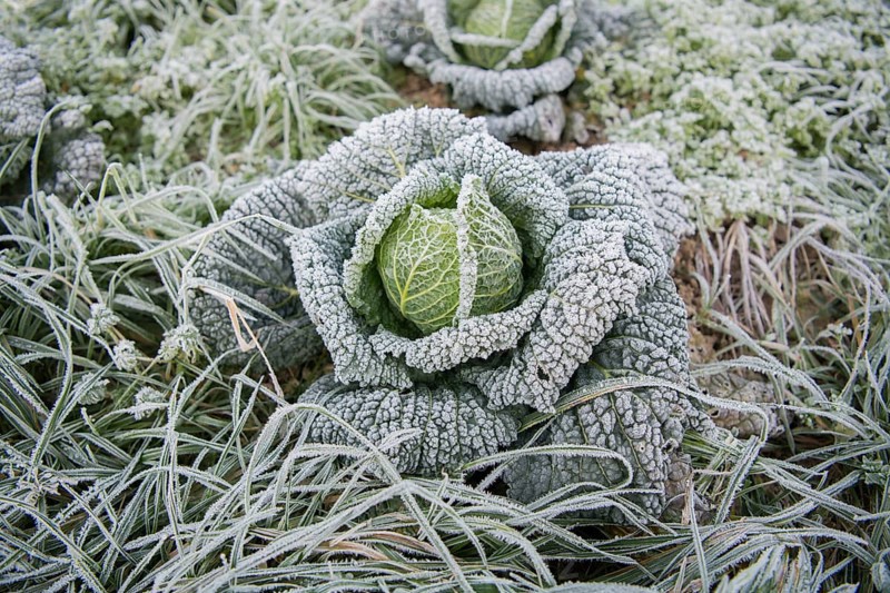 Savoy cabbage