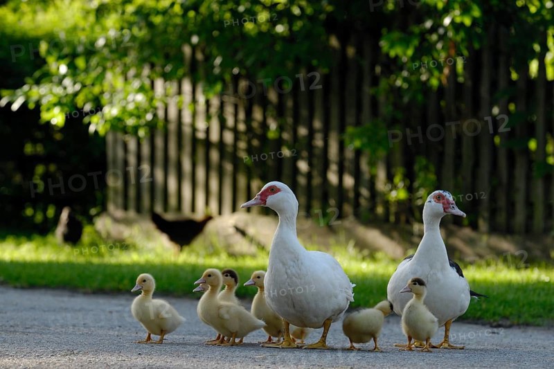 Native Muscovy Duck