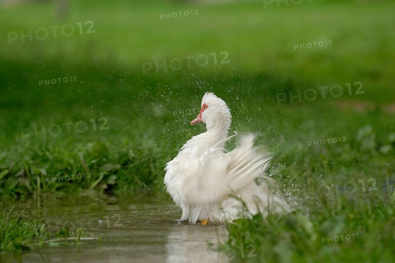 Native Muscovy Duck