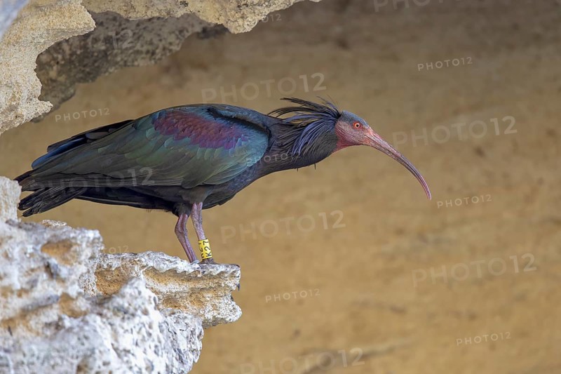 Northern bald ibis