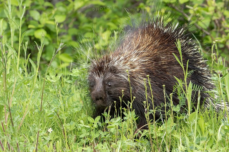 North American porcupine