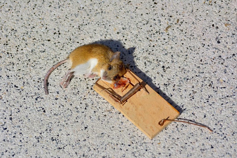 House mouse