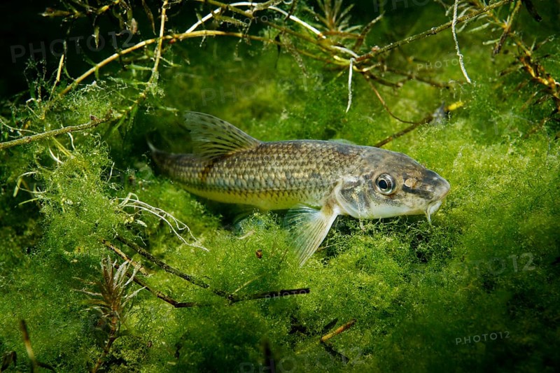 Gudgeon