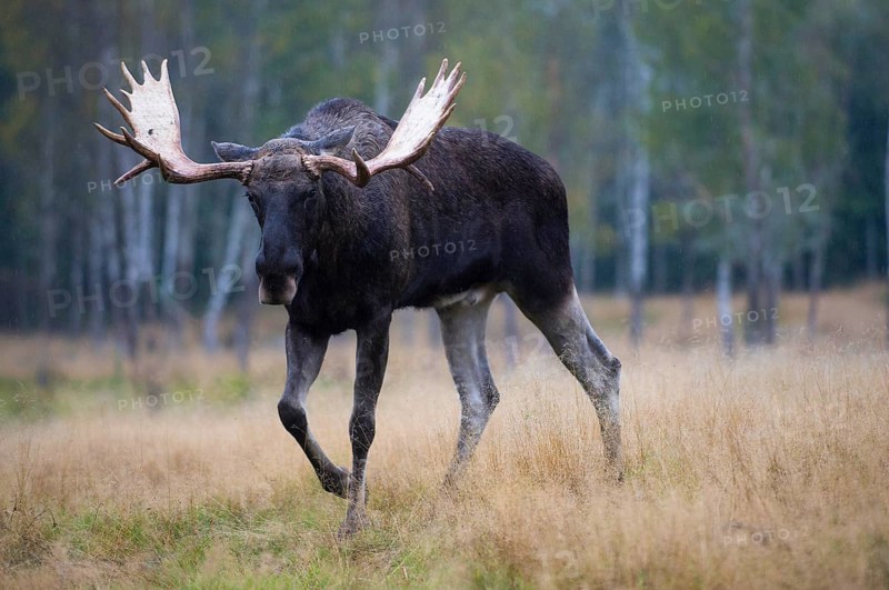 Elk