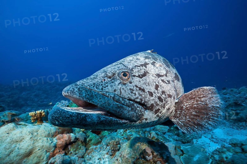 Potato grouper