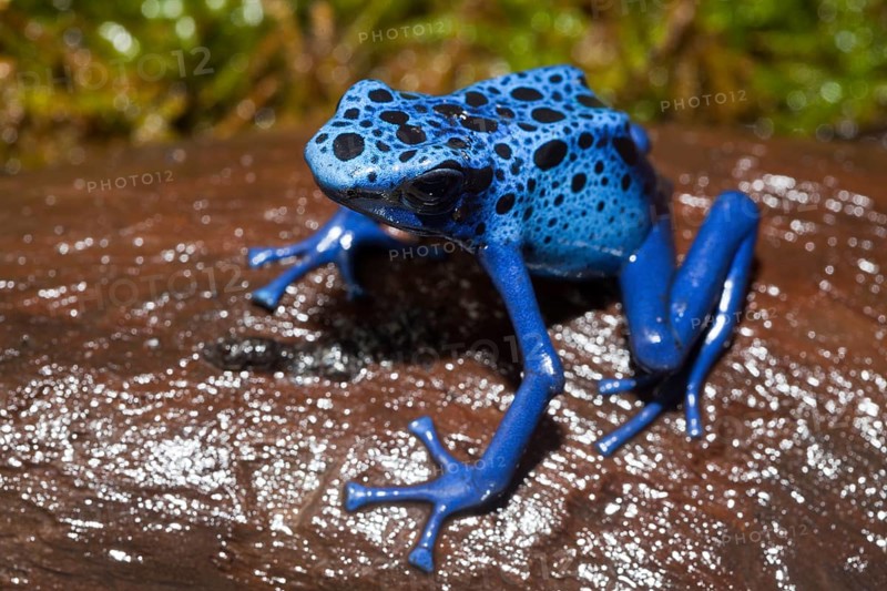 Blue blue poison arrow frog