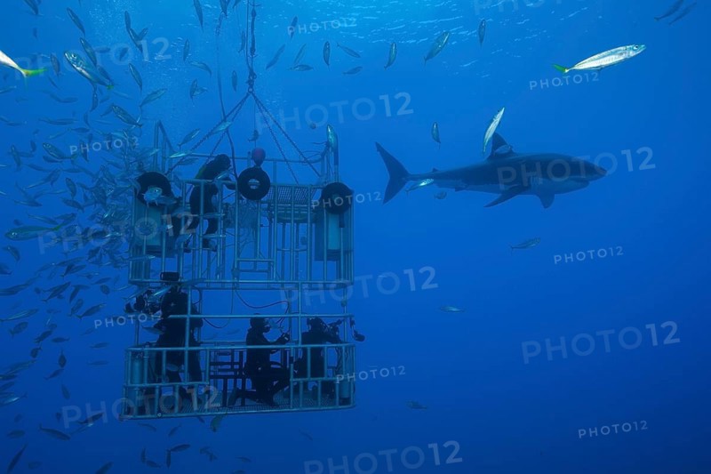 Cage diving with great white shark