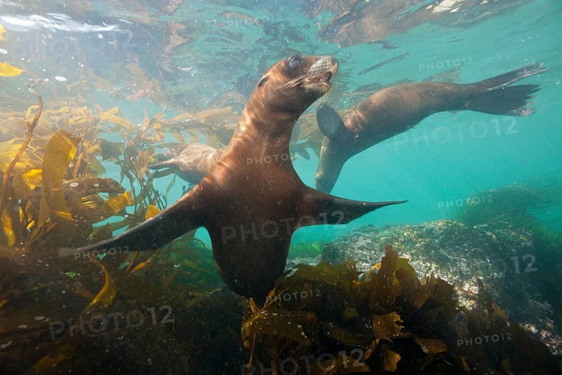 California sea lion