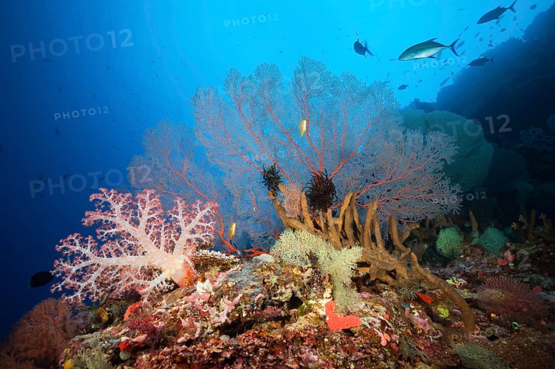 Species-rich coral reef