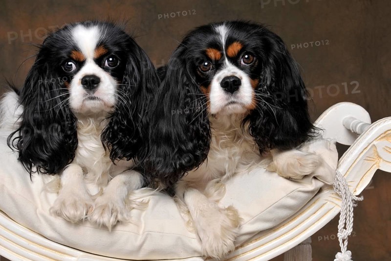 Cavalier King Charles Spaniel
