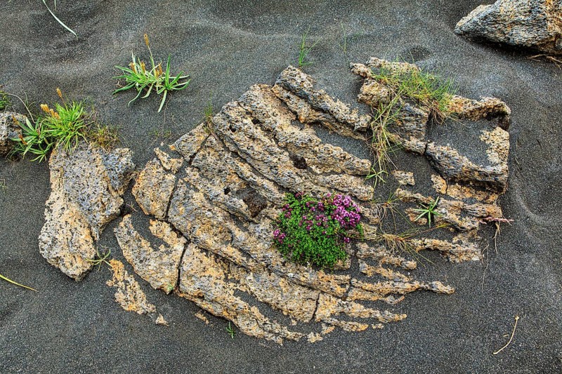 Arctic thyme on igneous rocks