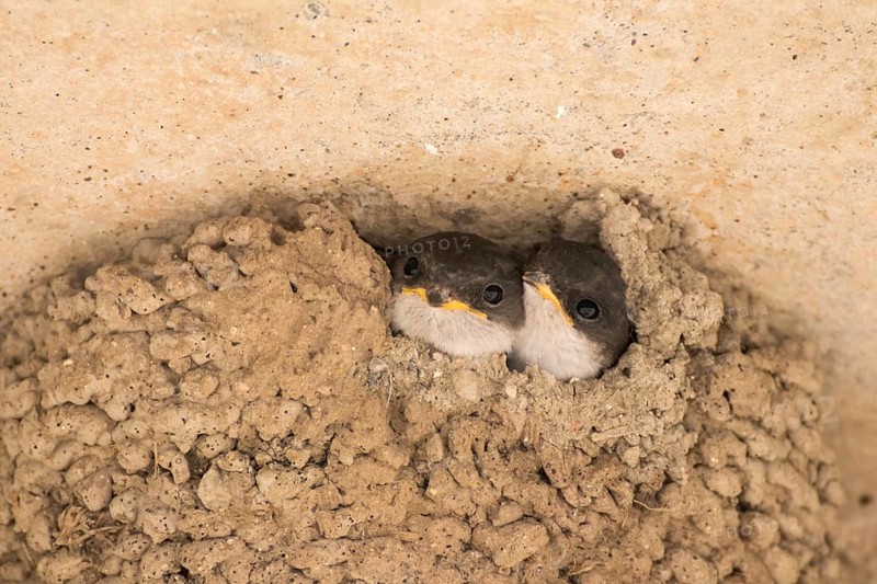 Common house martins