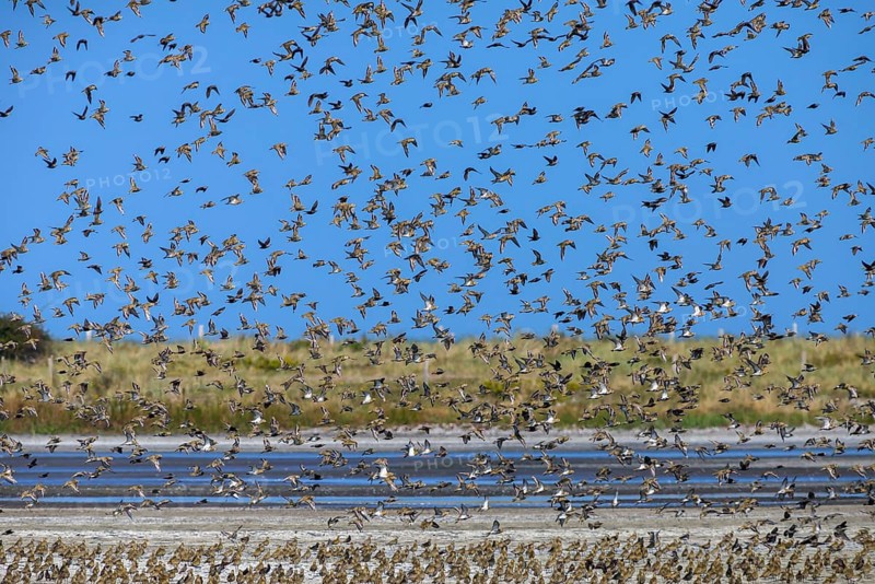 European golden plover
