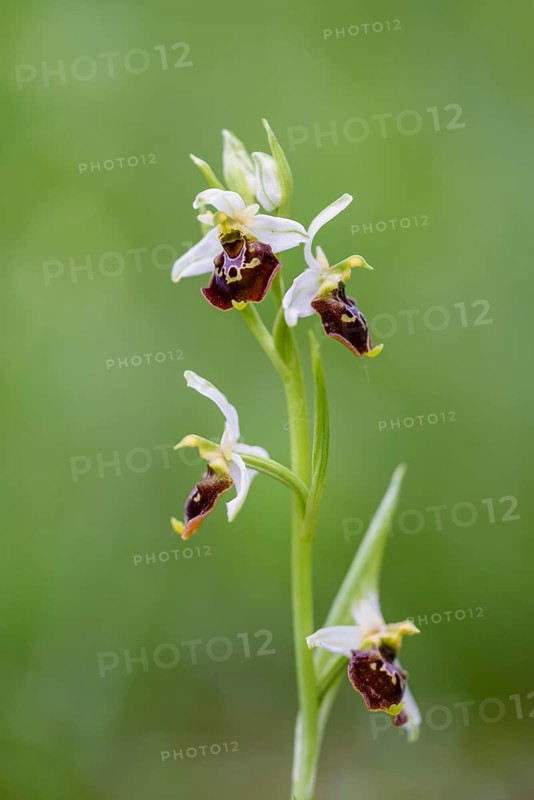 Late spider-orchid