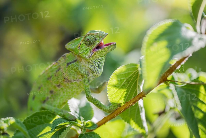 Mediterranean chameleon