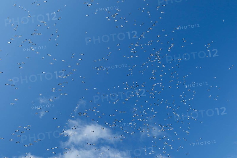 Snow geese