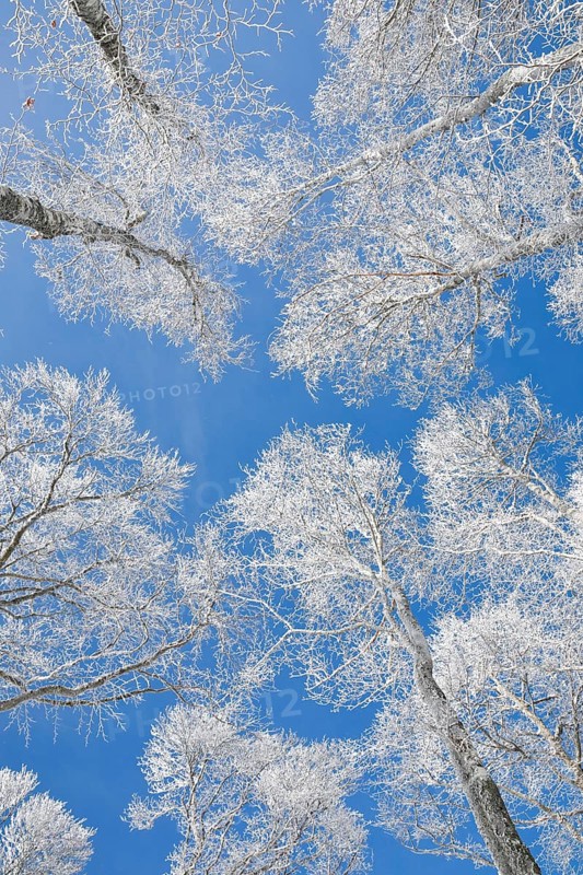 Tree tops of deep snow covered beech forest against blue sky in Neuchatel Jura