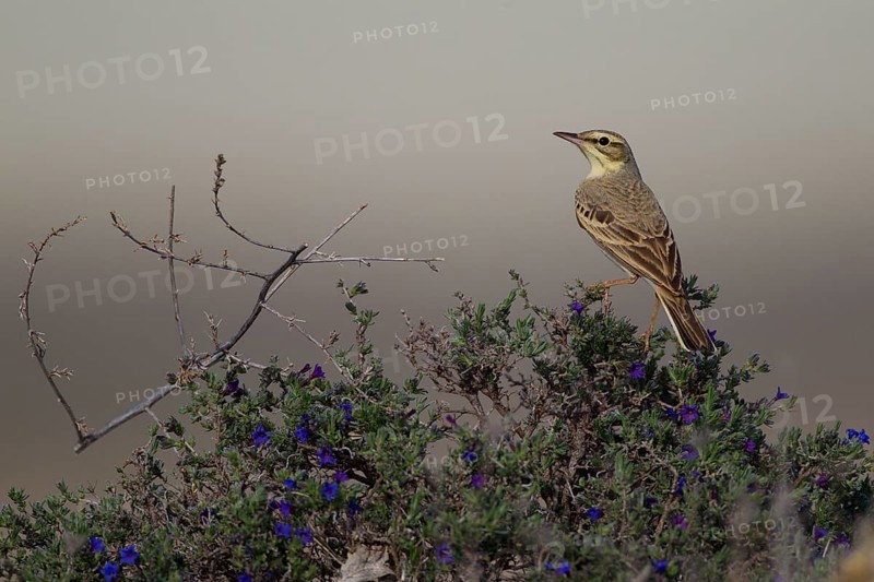 Tawny Pipit