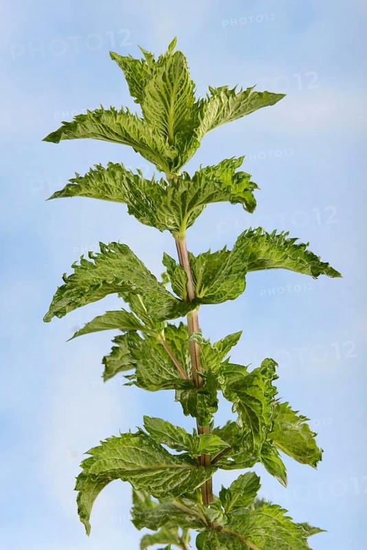 Nane Peppermint