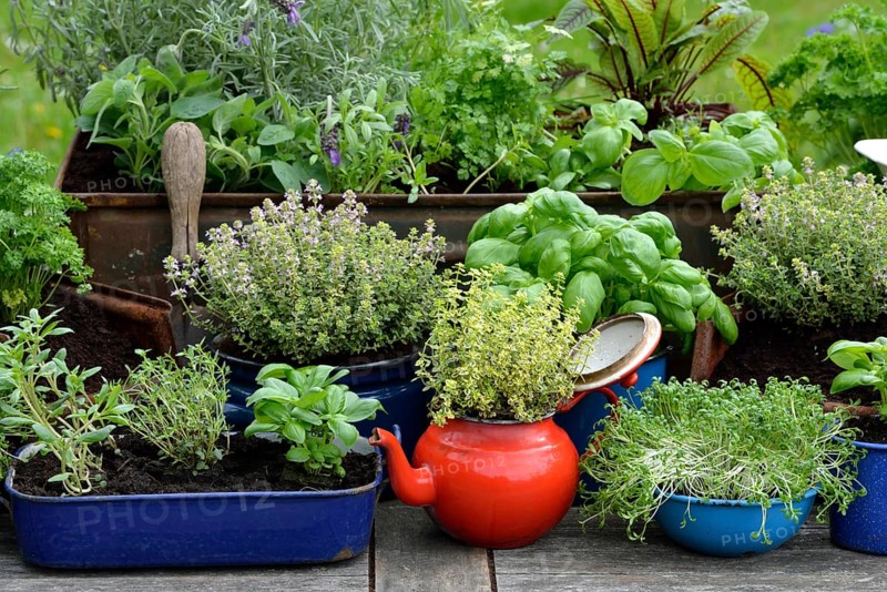 Various herbs in old bowls and cups