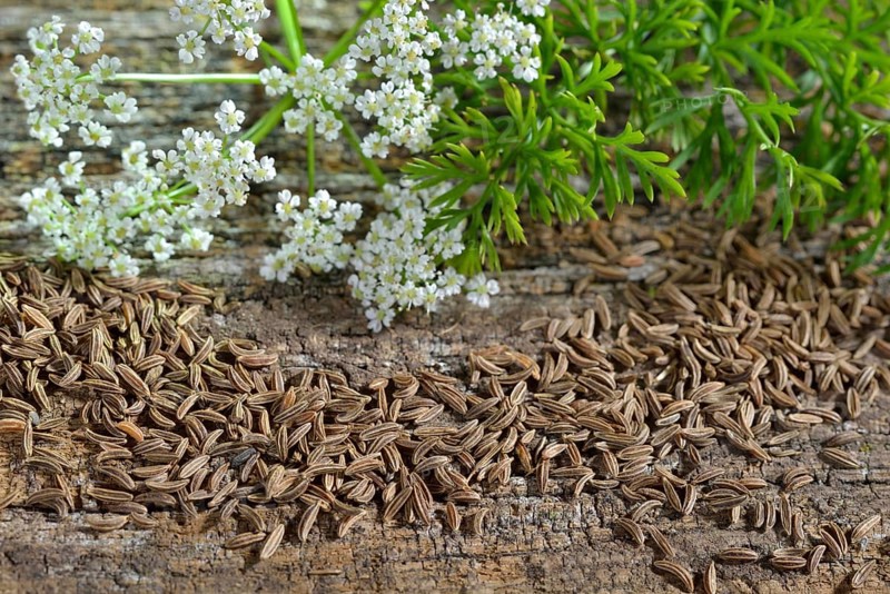 Caraway