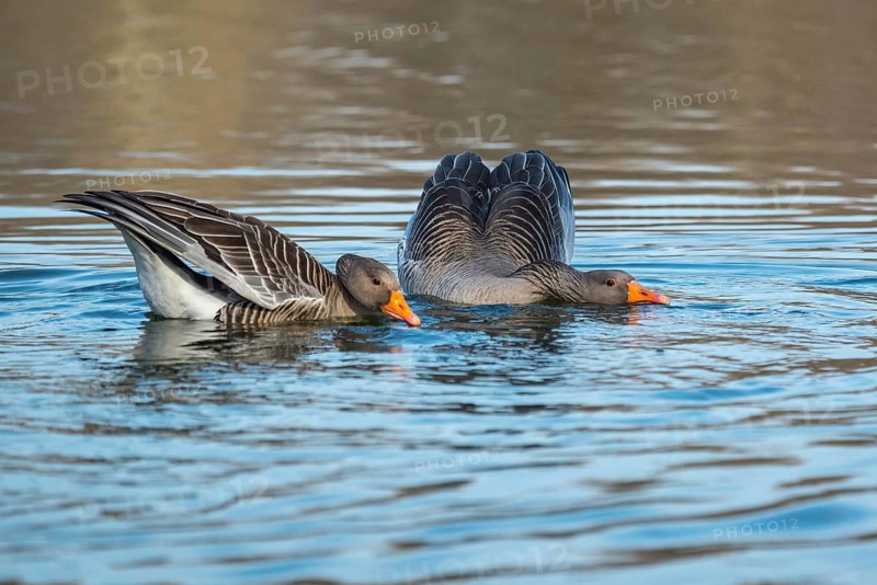 Greylag geese