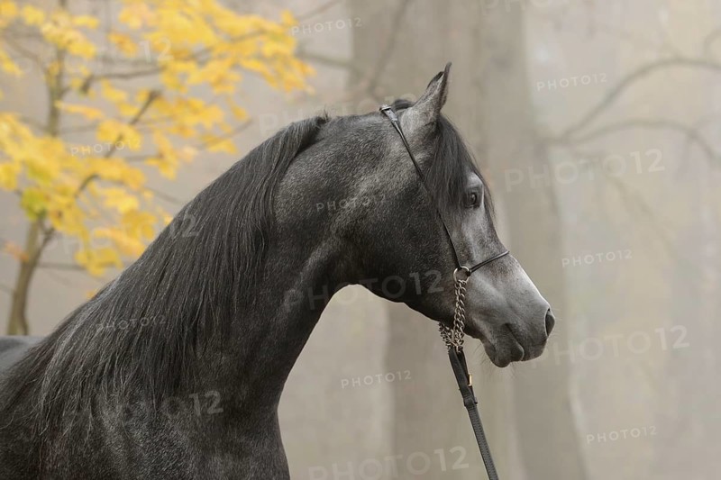 Arabian thoroughbred
