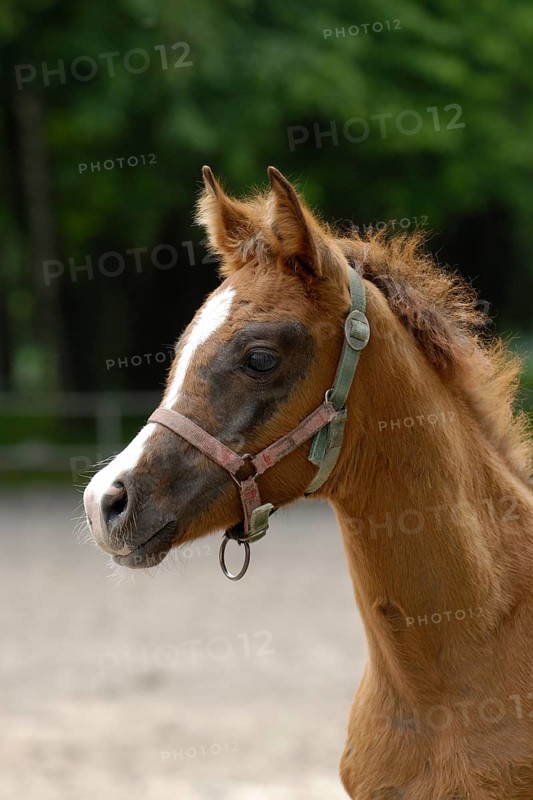 Arabian thoroughbred