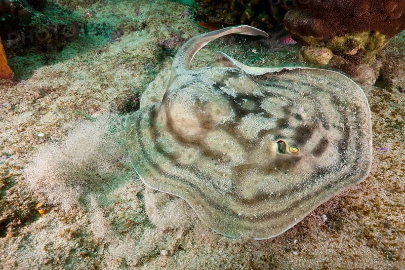 Eye spotted round ray
