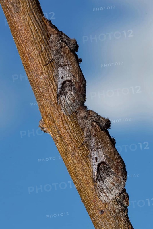 Pebble Prominent Moth