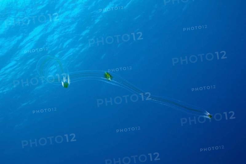 Venus belt ribbed jellyfish
