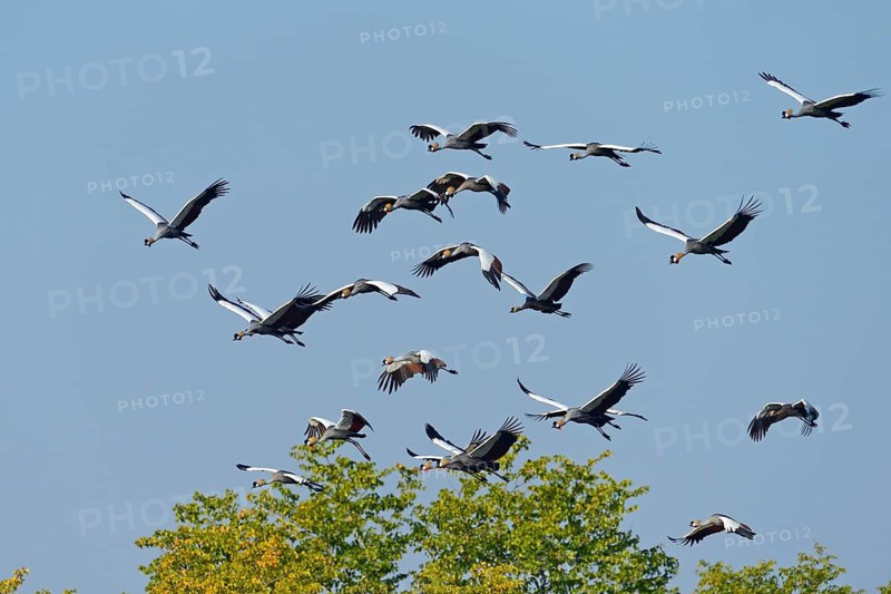 Black crowned cranes
