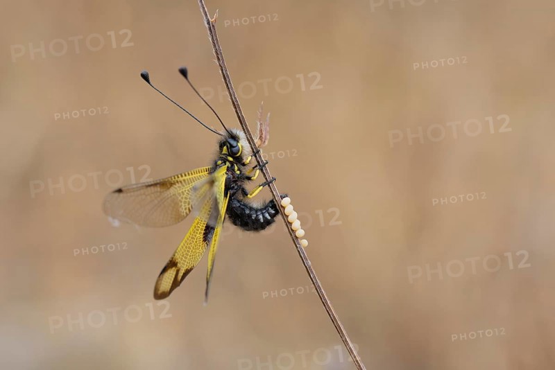 Cretan butterfly shad