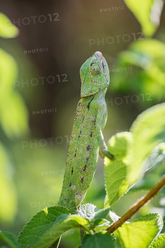 Mediterranean chameleon