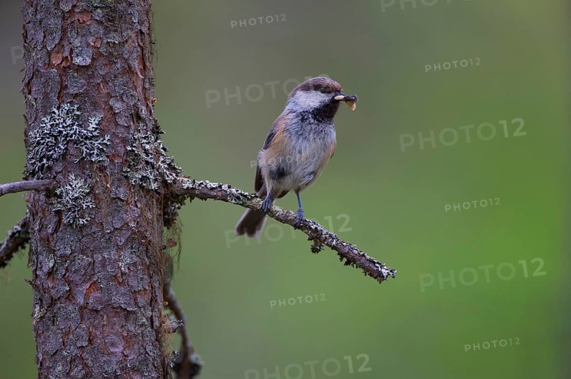 Grey-headed Chickadee
