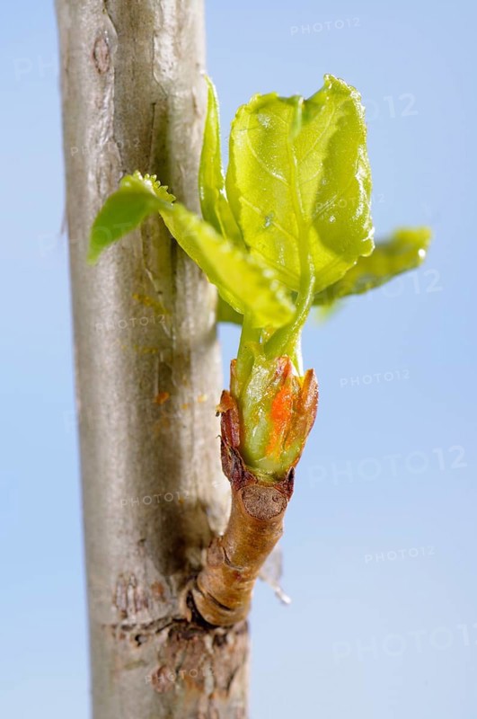Black poplar