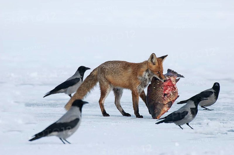Fox