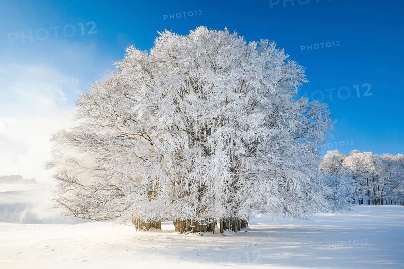 Huge beech tree covered with deep snow under blue sky