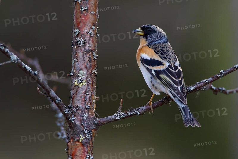Brambling