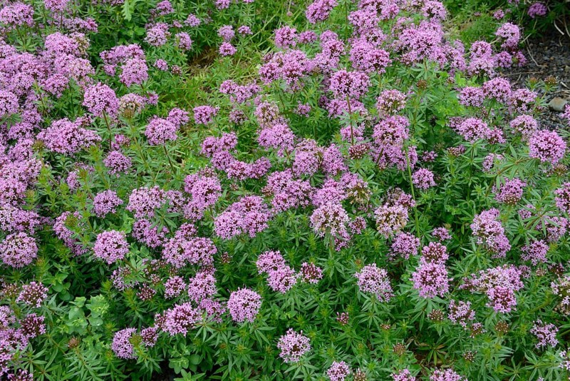 Valerian face