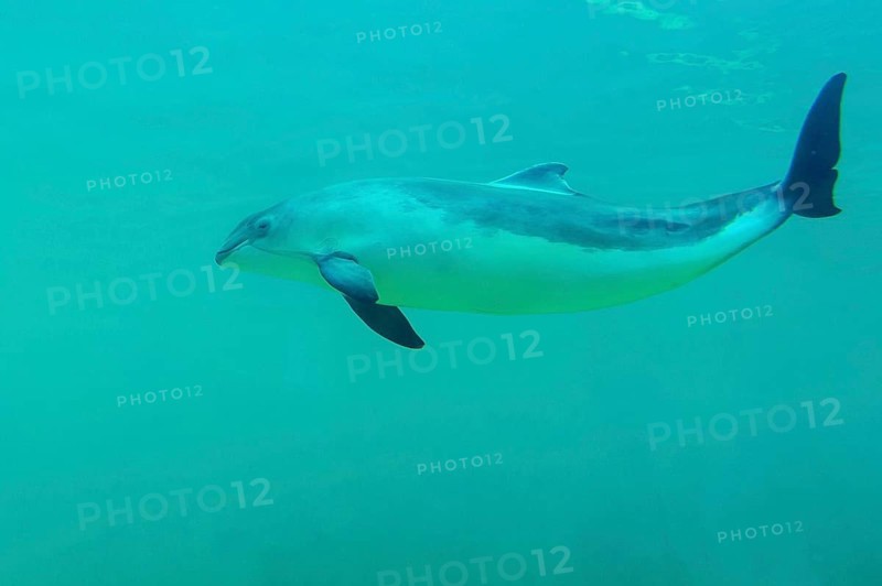 Harbour porpoise
