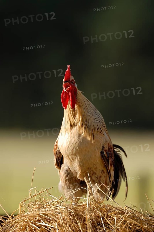 Domestic cock