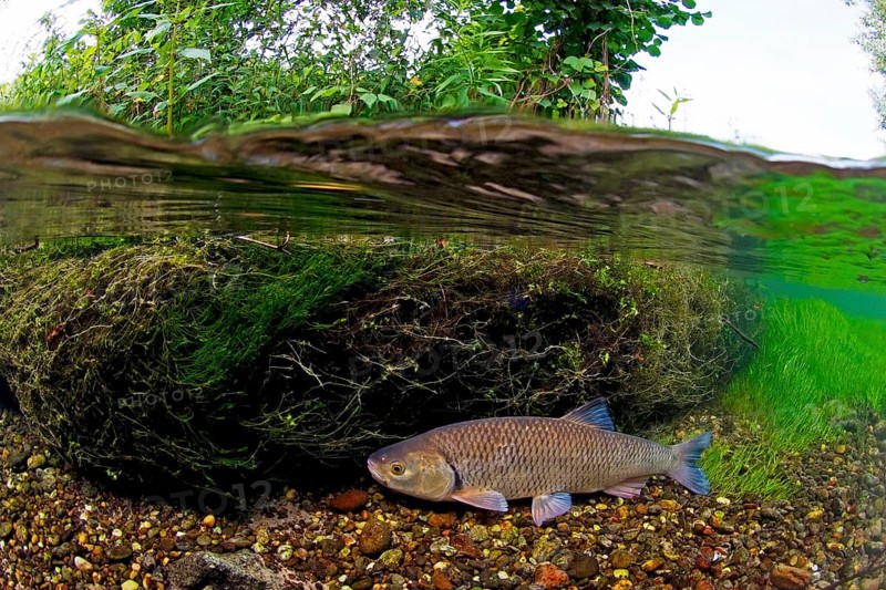 European chub