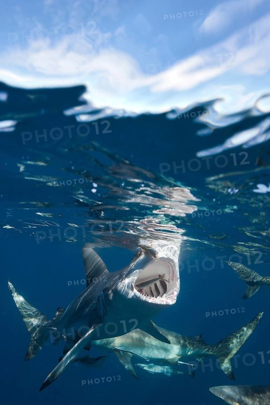 Blacktip Sharks