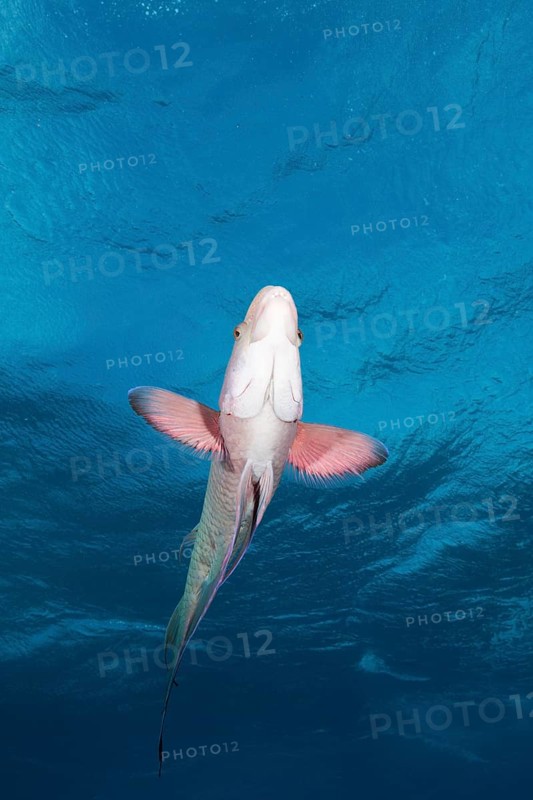Mexican hogfish