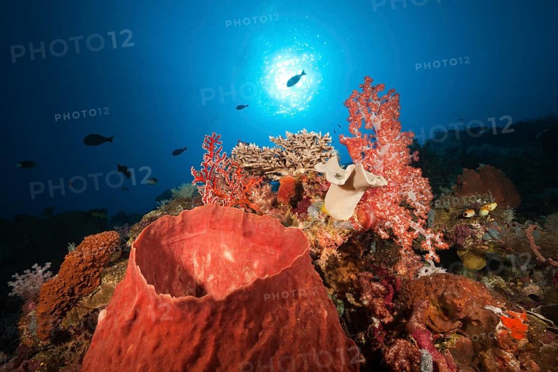 Coral reef with barrel sponge